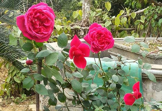 Kỹ thuật trồng và chăm sóc cây Hoa Hồng Kỹ thuật trồng và chăm sóc cây Hoa Hồng