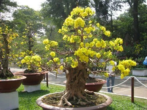 Hướng dẫn cách chăm sóc hoa mai sau Tết Hướng dẫn cách chăm sóc hoa mai sau Tết