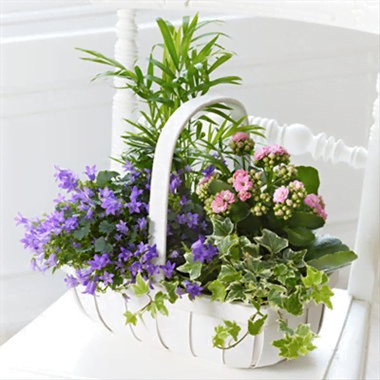 Hoa tươi UK-05 Arrangement of plants