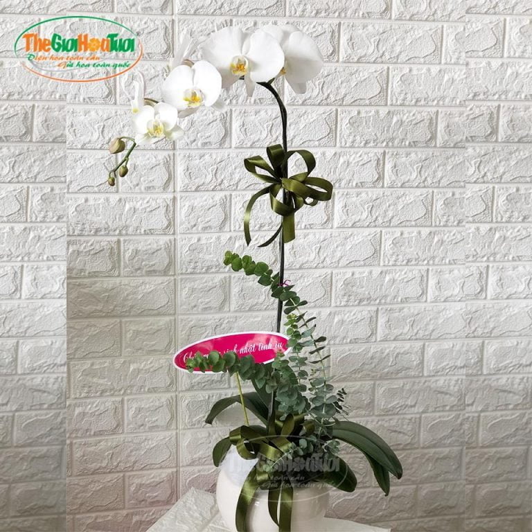 Bình hoa hồ điệp - Vẻ đẹp thuần khiết